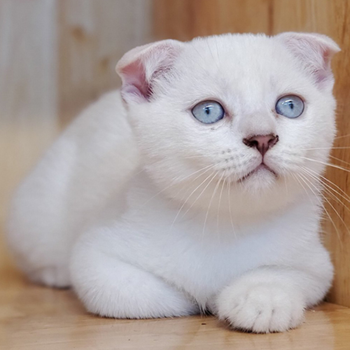 Mèo Scottish Fold trắng, tai cụp, mắt xanh dương, lông mềm mượt.