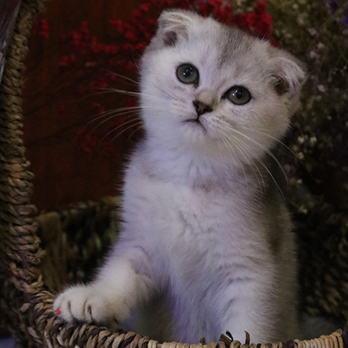 Mèo Scottish Fold Silver Shaded dễ thương trong giỏ mây, cần chế độ ăn phù hợp.