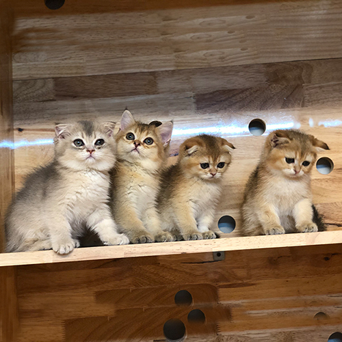 Đàn mèo con màu golden thuần chủng ngồi trên kệ gỗ