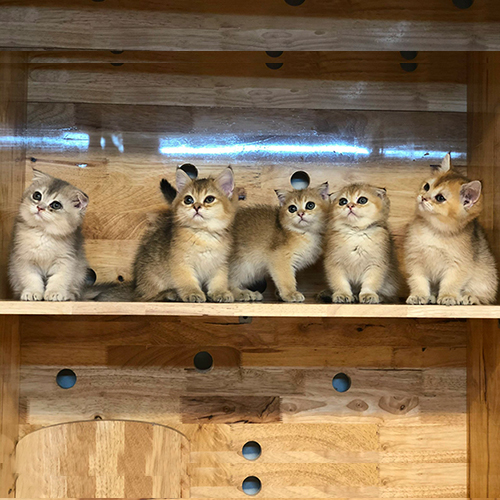Mèo Scottish Fold và Anh Lông Ngắn màu Golden, tai cụp đáng yêu, mắt to tròn, thân thiện.