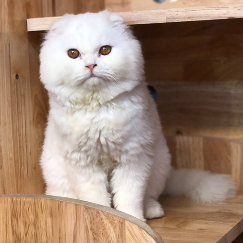 Mèo Scottish Fold tai cụp lông dài màu trắng.