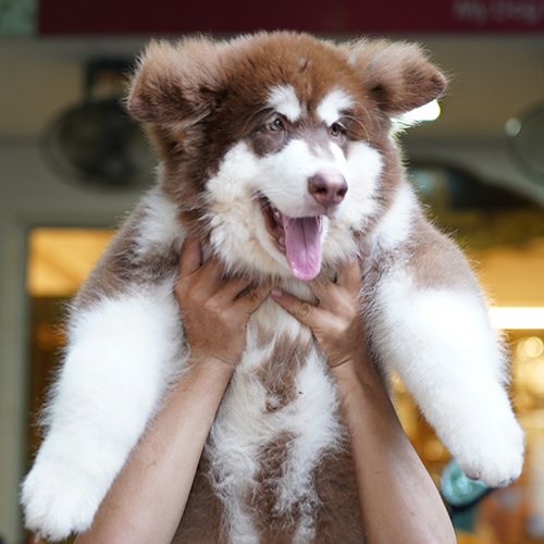 Chó Alaska Giant nâu đỏ thuần chủng được nâng lên, lông bông xù, đôi mắt nâu đen thân thiện.