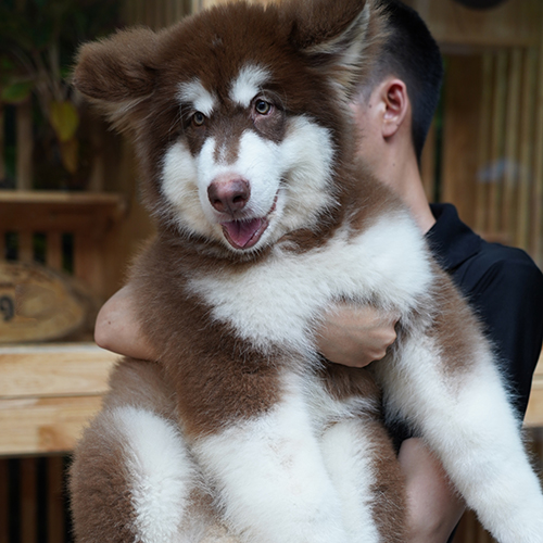 Chó Alaska khổng lồ được bế trên tay chủ