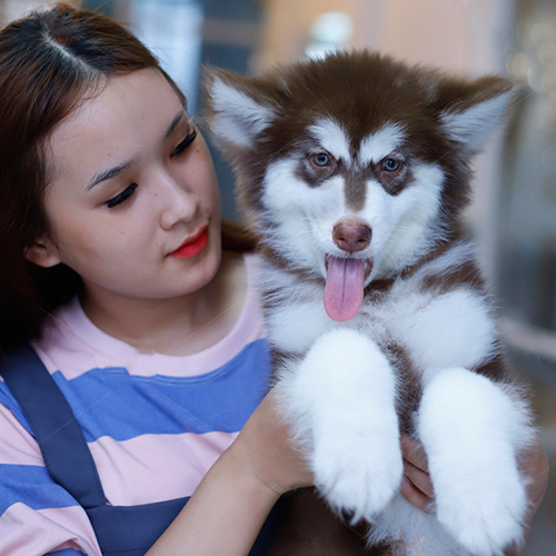 Chó Alaska thuần chủng lông nâu đỏ dễ thương tại Chomeocanh.com