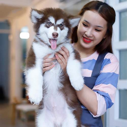 Chó Alaska Malamute siêng năng, dẻo dai và trung thành