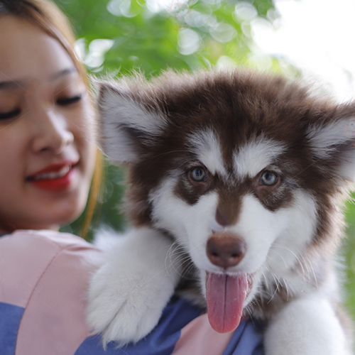 Chó Alaska lông nâu trắng đang được cô gái bế trên tay, nhìn gần camera.