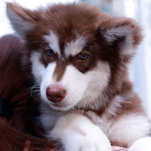 Chó Alaska nâu đỏ đang được ôm, lông mềm mượt sau spa grooming