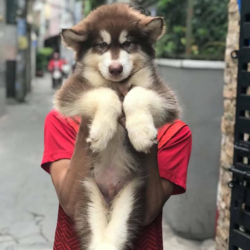 Chó Alaska con lông nâu trắng được bế đứng đáng yêu