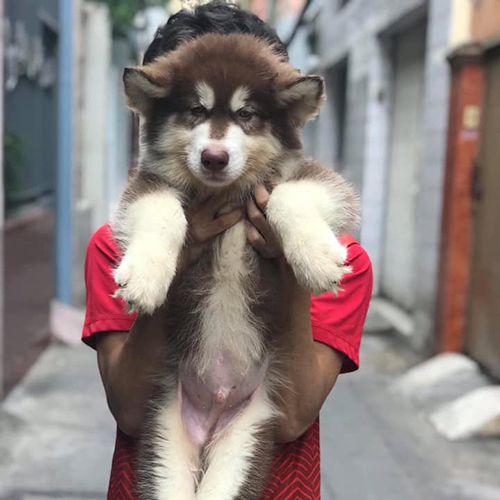Chó Alaska nâu đỏ thuần chủng được bế trên tay