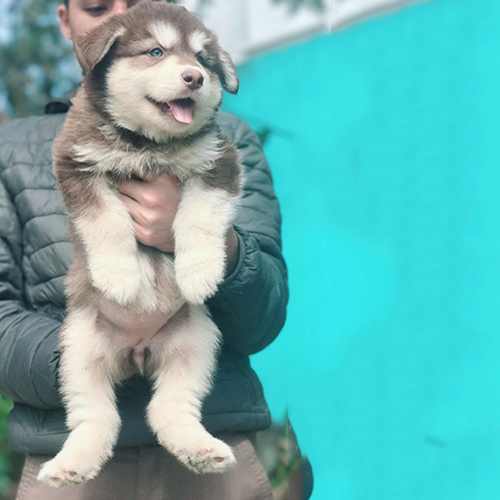 Chó Alaska Giant con màu nâu đỏ cực kỳ dễ thương