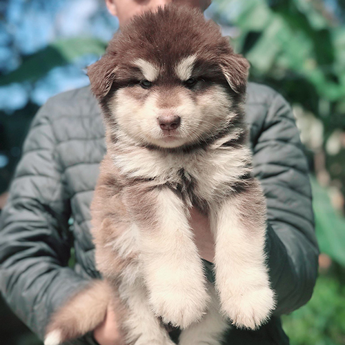Chó Alaska nâu đỏ được bế trên tay