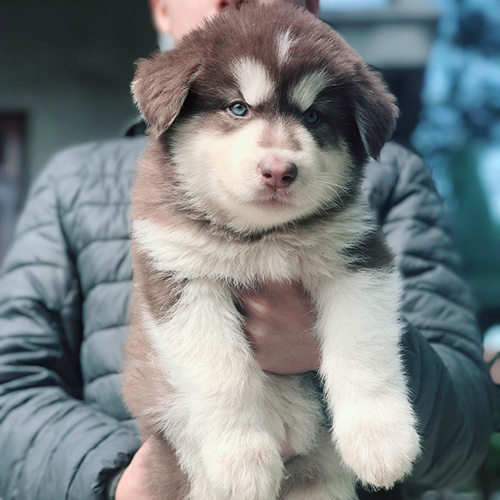 Chó Alaska con 2 tháng tuổi mặt tròn mũi hồng