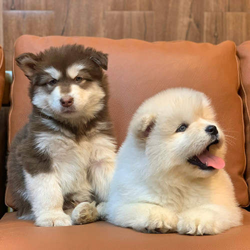Hai chú chó Alaska con lông dày ngồi cạnh nhau trên sofa