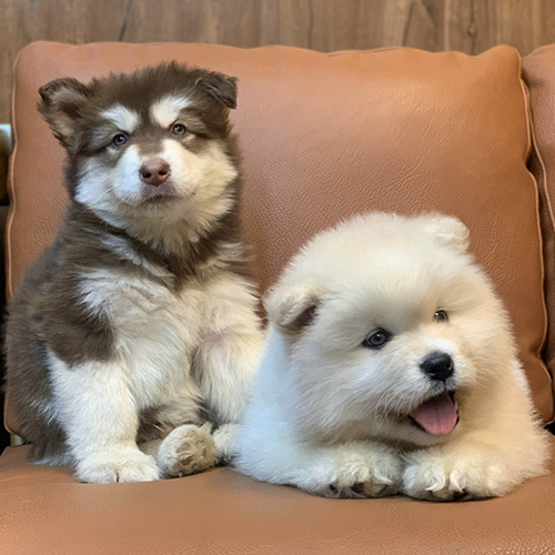 Hai chú chó Alaska con lông nâu trắng và trắng muốt nằm trên ghế sofa