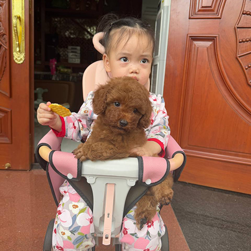 Bé gái đáng yêu ôm chó Poodle nâu đỏ trên xe đẩy màu hồng.