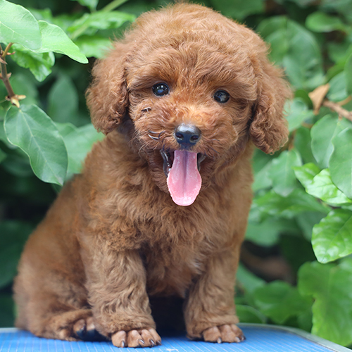 Chó Poodle lông nâu đáng yêu, thè lưỡi tinh nghịch.