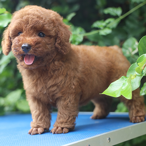 Chó Poodle con lông nâu caramel đáng yêu ngoài trời.