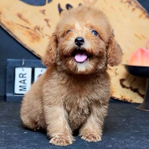 Chó Poodle con lông nâu đỏ đang ngồi cười tươi.