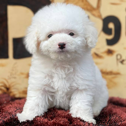 Chó Poodle trắng đáng yêu với bộ lông bông mịn.