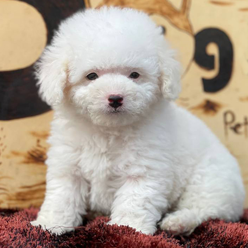 Chó Poodle trắng thuần chủng với bộ lông dày, mềm mượt, dễ thương và đáng yêu.