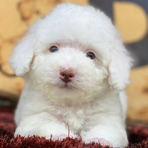 Chó Poodle con lông trắng tinh đang nằm trên thảm.