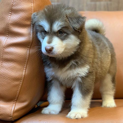 Chó Alaska đứng không vững do dấu hiệu hạ bàn sớm