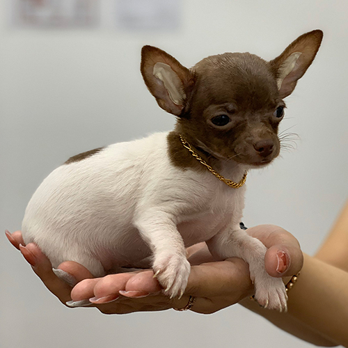 Chihuahua nâu trắng nhỏ xíu nằm trong lòng bàn tay, đeo vòng vàng đáng yêu