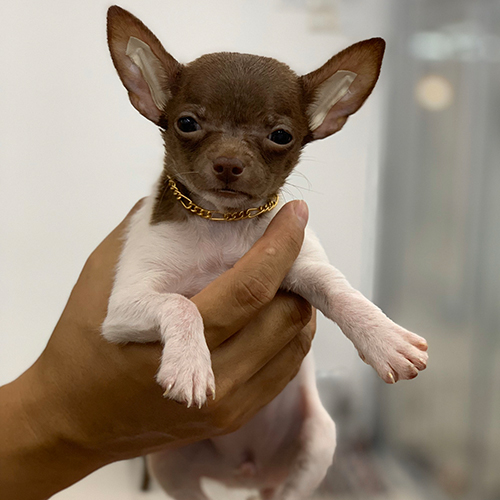 Chihuahua bò sữa nâu thuần chủng nhỏ gọn đeo vòng vàng