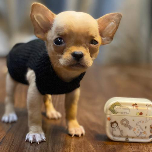 Chó Chihuahua mini lông ngắn màu vàng kem mặc áo len đen
