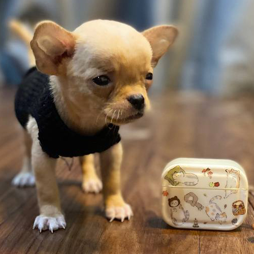 Chihuahua mini vàng kem mặc áo len đen đứng cạnh hộp tai nghe