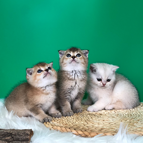 Ba mèo Anh lông ngắn màu golden và silver shaded trên nền xanh
