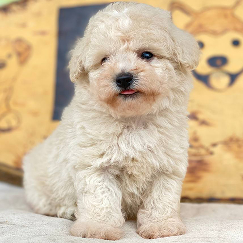 Chó Poodle màu kem đáng yêu với bộ lông xoăn mềm mại.