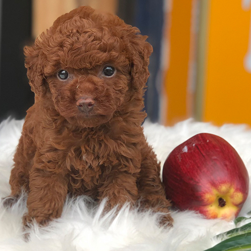 Chó Poodle con lông nâu đỏ đáng yêu ngồi cạnh quả táo đỏ