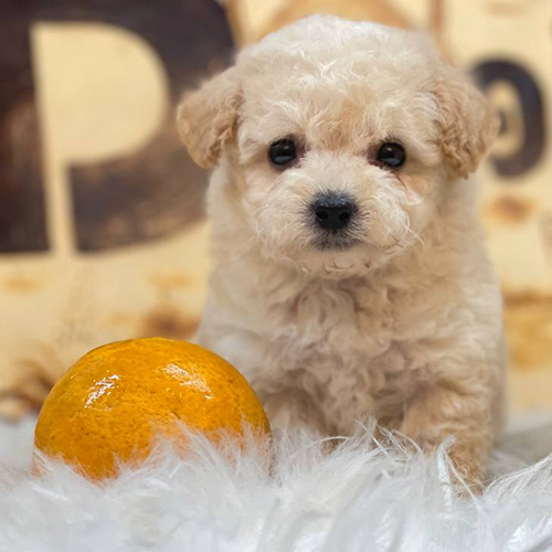 Chó Poodle kem đáng yêu ngồi bên quả cam trên nền lông trắng.