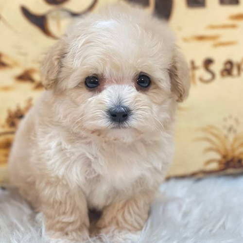 Chó Poodle con lông vàng mơ đáng yêu với đôi mắt tròn long lanh.
