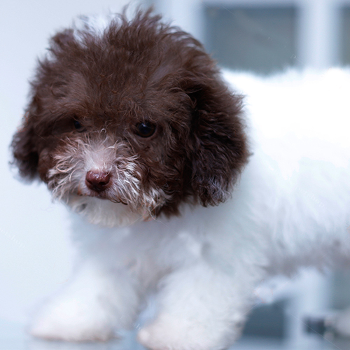 Chú chó Poodle con hai màu trắng-nâu với bộ lông xoăn đáng yêu.