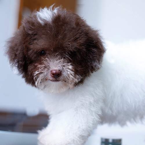 Poodle bò sữa lông trắng nâu với bộ lông xoăn đặc trưng.