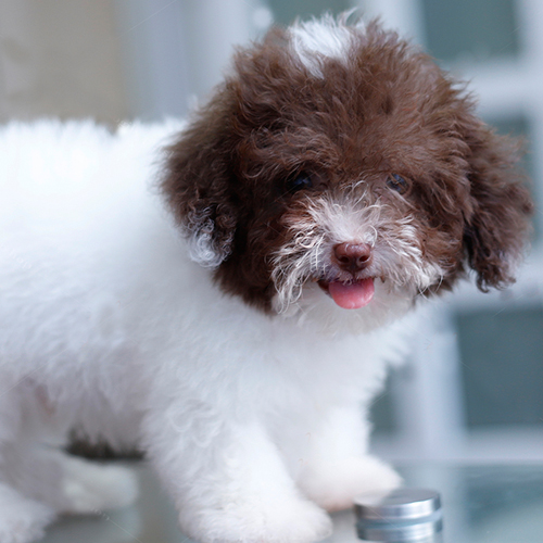 Chó Poodle con lông trắng-nâu đáng yêu với bộ lông bông xù.