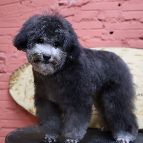 Chó Poodle xám với bộ lông bông xù mềm mại, dáng đứng đáng yêu.