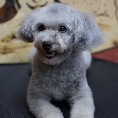 Chó Poodle lông xám bạc sang trọng nằm thư giãn.