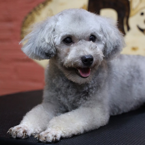 Chó Toy Poodle xám đáng yêu với bộ lông mềm mại.