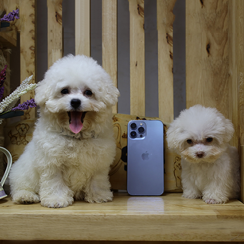 Hai chú chó con lông trắng, dễ thương, ngồi cạnh điện thoại iPhone.