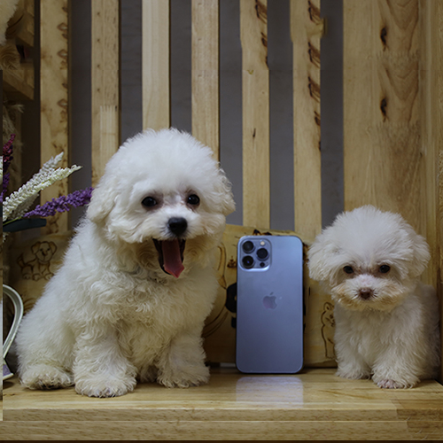 Hai chú chó trắng dễ thương bên cạnh điện thoại iPhone.