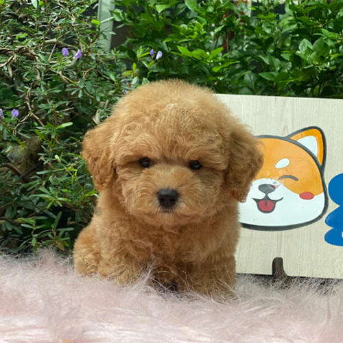 Chó Poodle lông vàng mơ đáng yêu, ít rụng lông.
