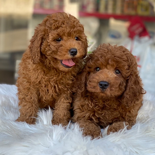 Hai chú chó Poodle con lông nâu đỏ đáng yêu trên thảm trắng.