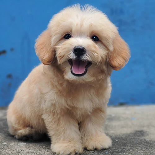 Chó Poodle con lông vàng mơ cười tươi rạng rỡ.