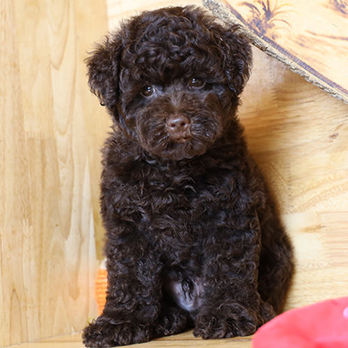 Chó Poodle con lông nâu chocolate sẫm đáng yêu.
