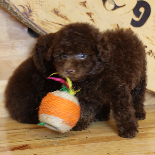 Chó Poodle con lông nâu chocolate chơi với quả bóng màu cam.