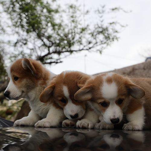 Những chú chó Corgi thuần chủng đáng yêu tại Hà Nội của Chomeocanh.com.