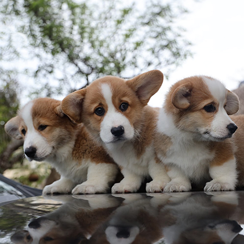 Ba chú chó Corgi con lông vàng trắng ngồi cạnh nhau trên ô tô.